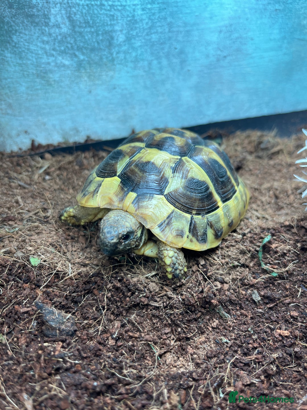 Hermann Tortoise reptiles for sale: 15 month old Hermanns Tortoise - Advert 2