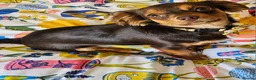 Chiweenie dogs for sale: 13 month old chiweenie  in Plymouth - Advert 13