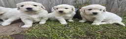 Golden Retriever dogs for sale: Golden Retriever Puppies  - Advert 12