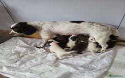 Springador dogs for sale: Lovly puppies  - Image 1