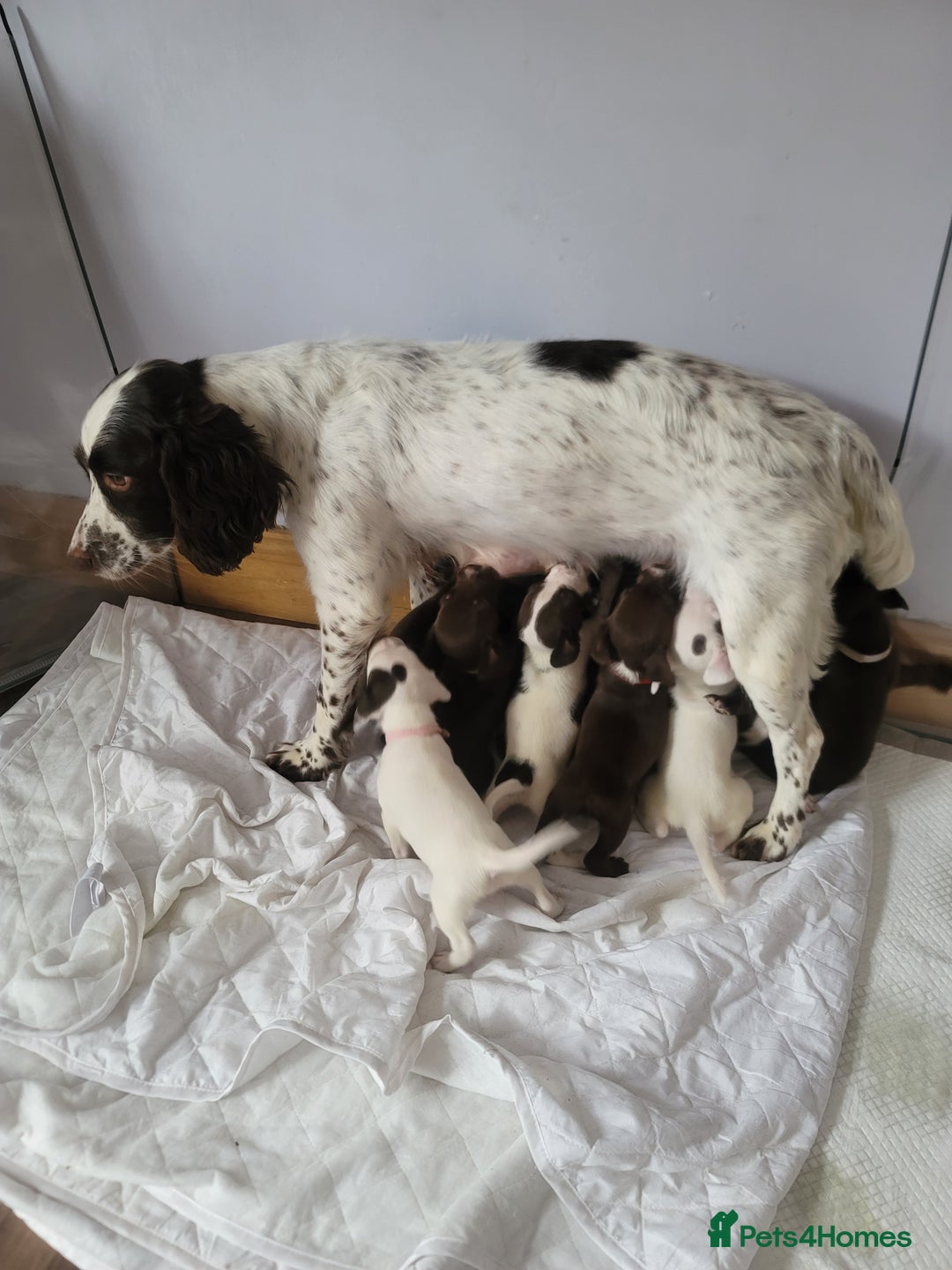 Springador dogs for sale: Lovly puppies  - Image 1