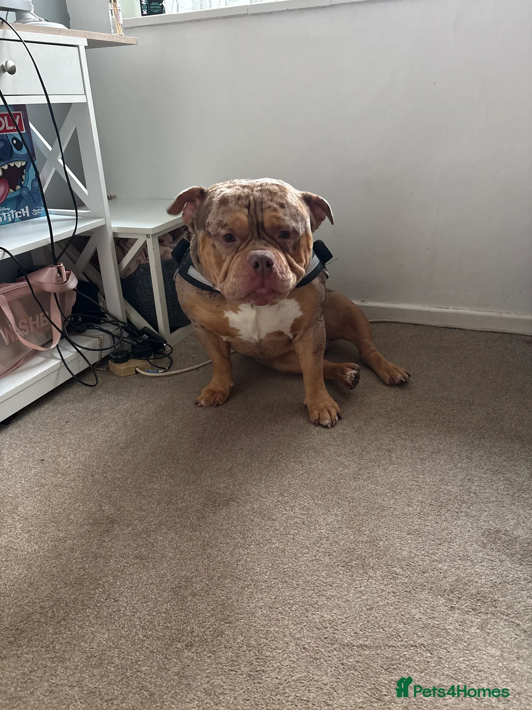 American Bully dogs for sale: Pocket bully needs rehoming  - Advert 3