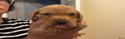Miniature Dachshund dogs for sale: KC reg smooth hair miniature dachshund  - Advert 13