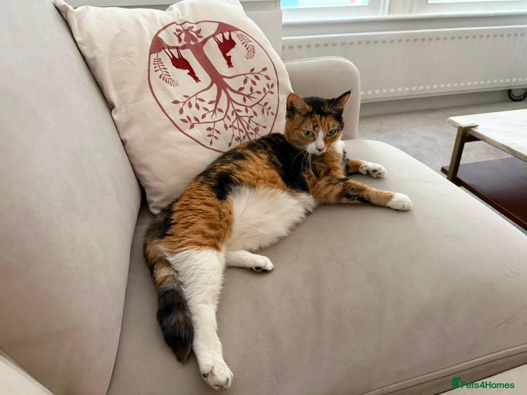 Mixed Breed cats for sale: Free Cute little cat looking for loving home in London - Advert 1