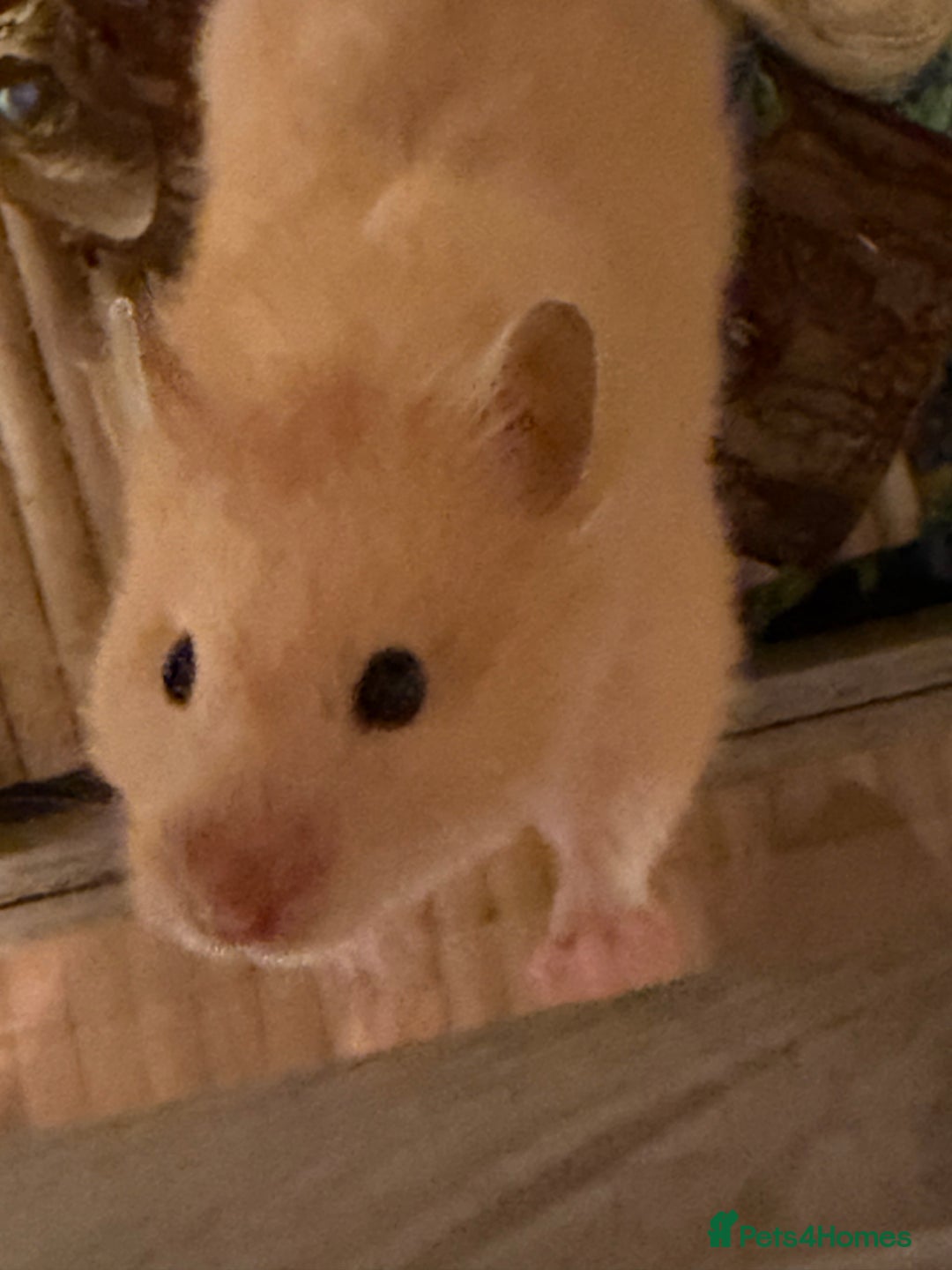 Hamster rodents for sale: Female hamster - Advert 2