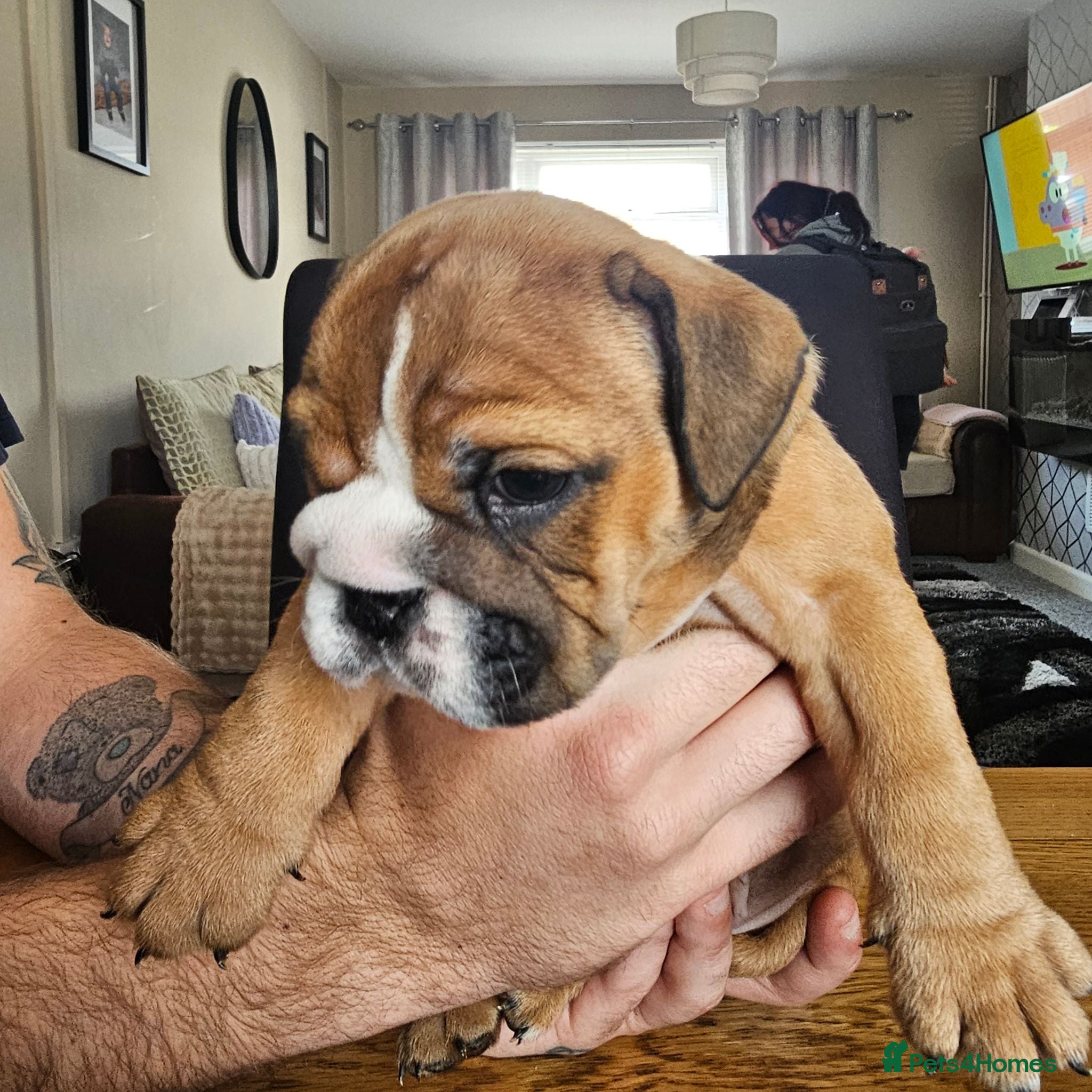 English Bulldog dogs British bulldog pups - Advert 5