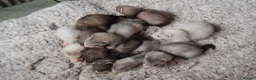 Ferret rodents for sale: Beautiful Kits  in Peterlee - Advert 5