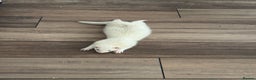 Ferret rodents for sale: Rehoming My Ferret – Looking for a Loving Home - Advert 3