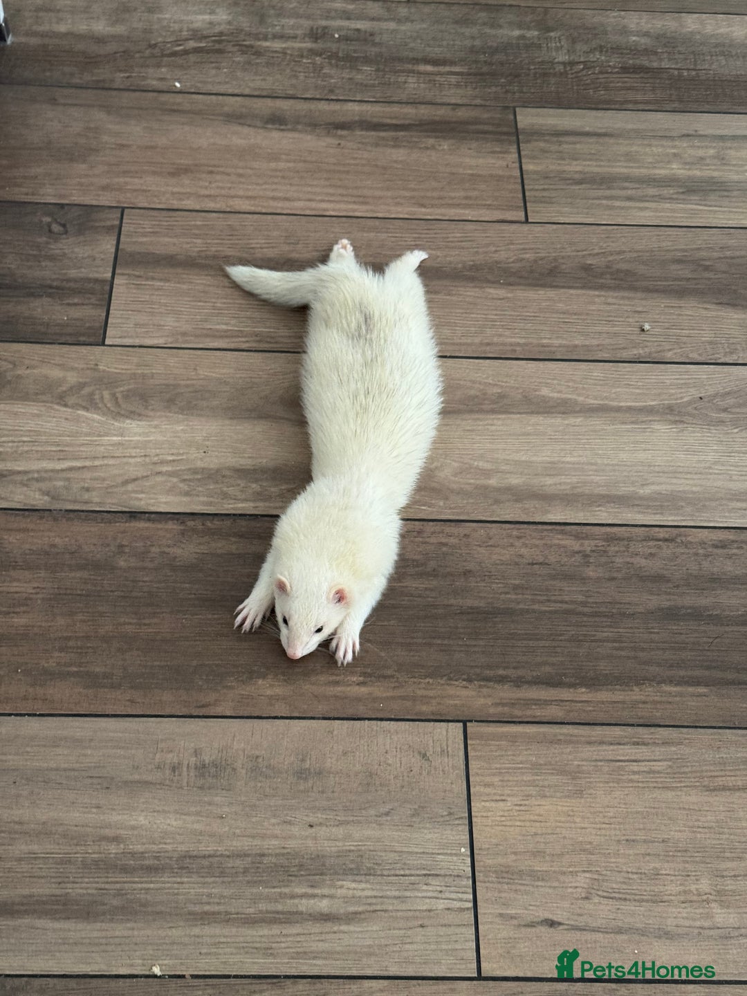 Ferret rodents for sale: Rehoming My Ferret – Looking for a Loving Home - Advert 3
