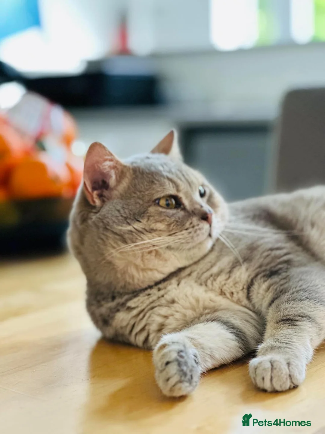 British Shorthair cats for sale: Stunning Grey Stripe Purebred BSH 2 Girls - Advert 9