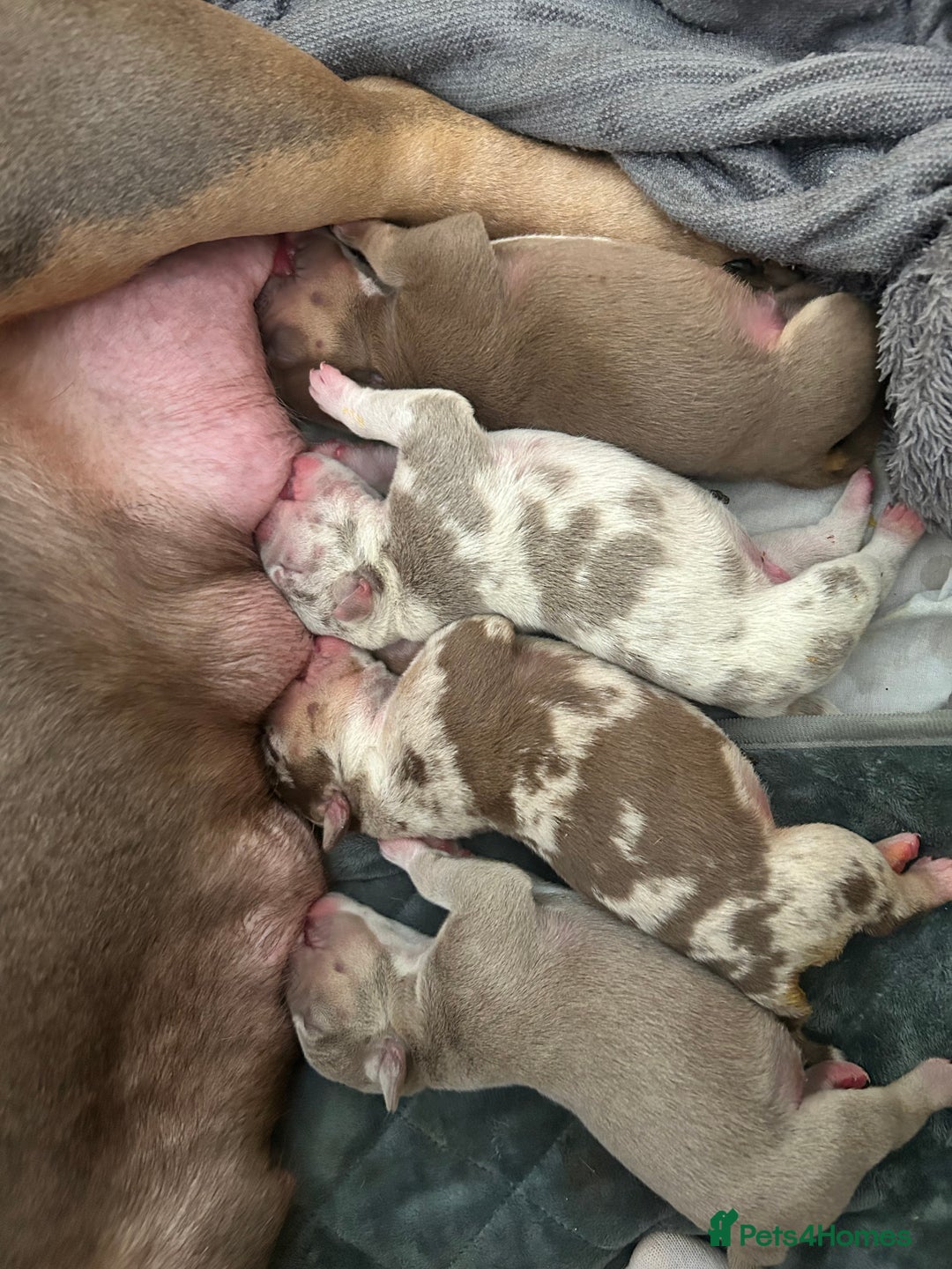 American Bully dogs for sale: Pocket Bully Litter - Image 6
