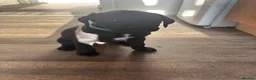 Mixed Breed dogs for sale: Boxador Puppies  in Dundee - Advert 6