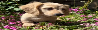 Miniature Dachshund Puppy 4