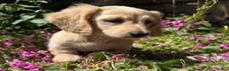 Miniature Dachshund dogs for sale: KC cream miniature long haired creams - Advert 9