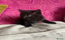 British Shorthair cats for sale: British short hair cross kittens, grey black.  - Image 16
