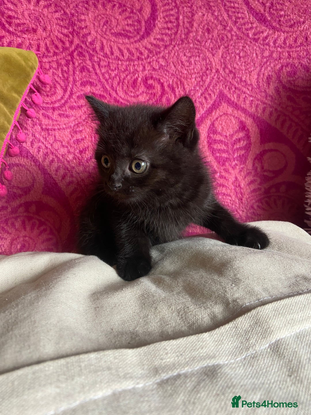 British Shorthair cats for sale: British short hair cross kittens, grey black.  - Image 16