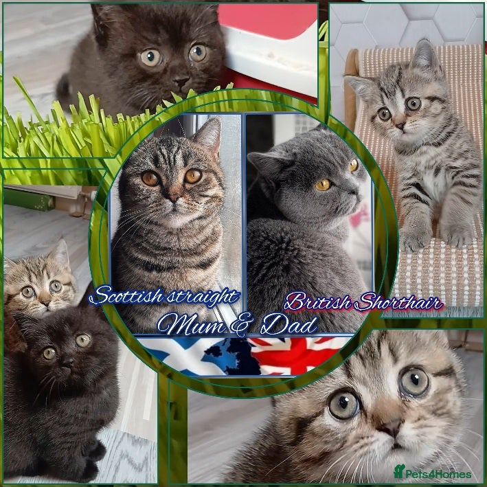Mixed Breed cats British kittens 🎀 - Advert 2