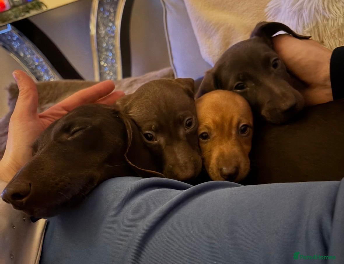 Dachshund dogs Dachshund puppies  in Portsmouth - Advert 4