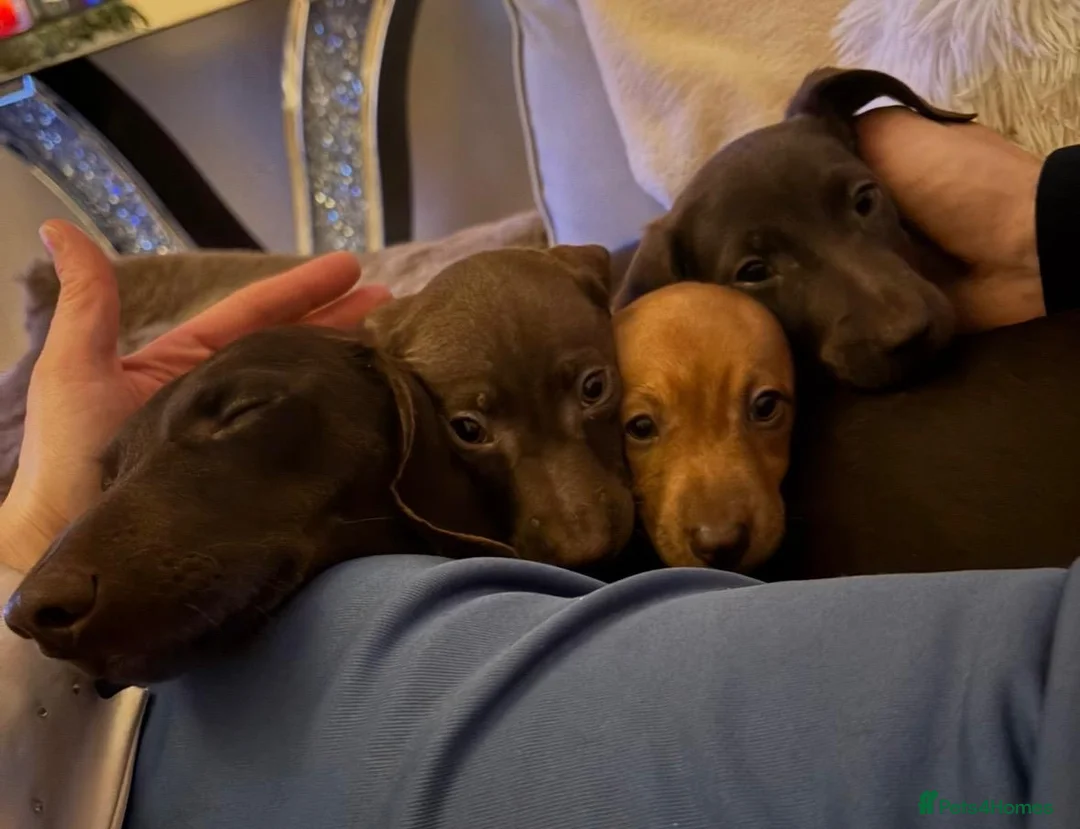 Dachshund dogs for sale: Dachshund puppies  in Portsmouth - Advert 1