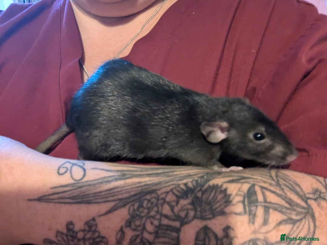 Rat rodents for sale: 2 beautiful well handled female dumbo rats - Image 5