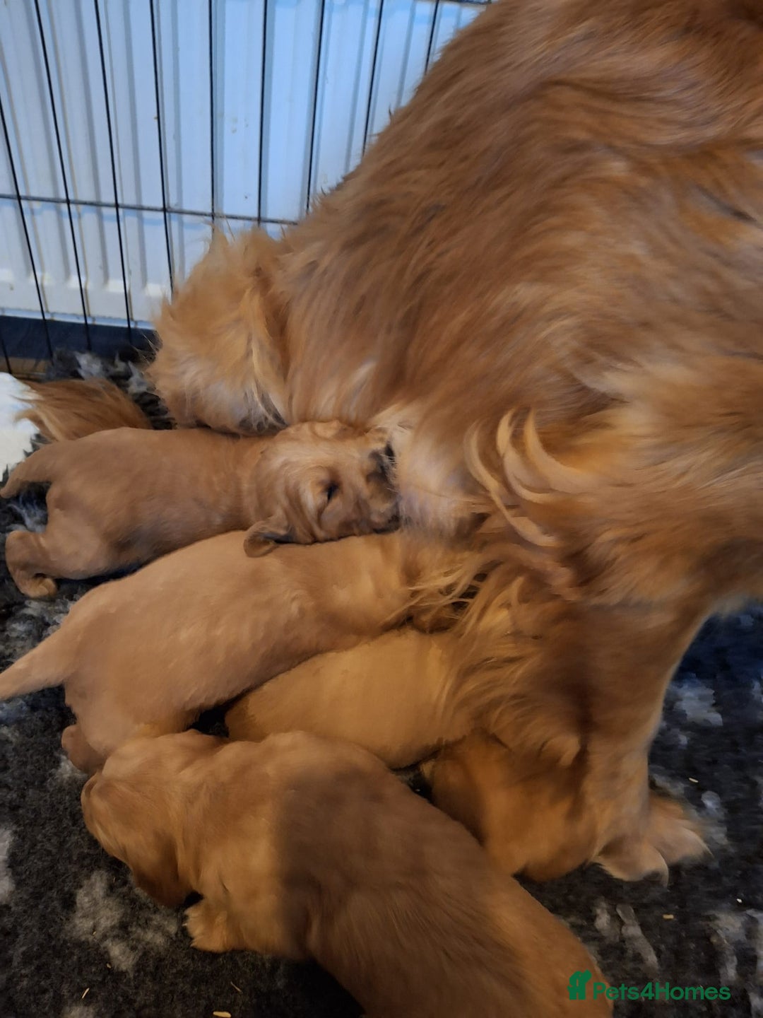 Golden Retriever dogs for sale: ⭐ DARK Golden retriever puppies 🐶 - Advert 8