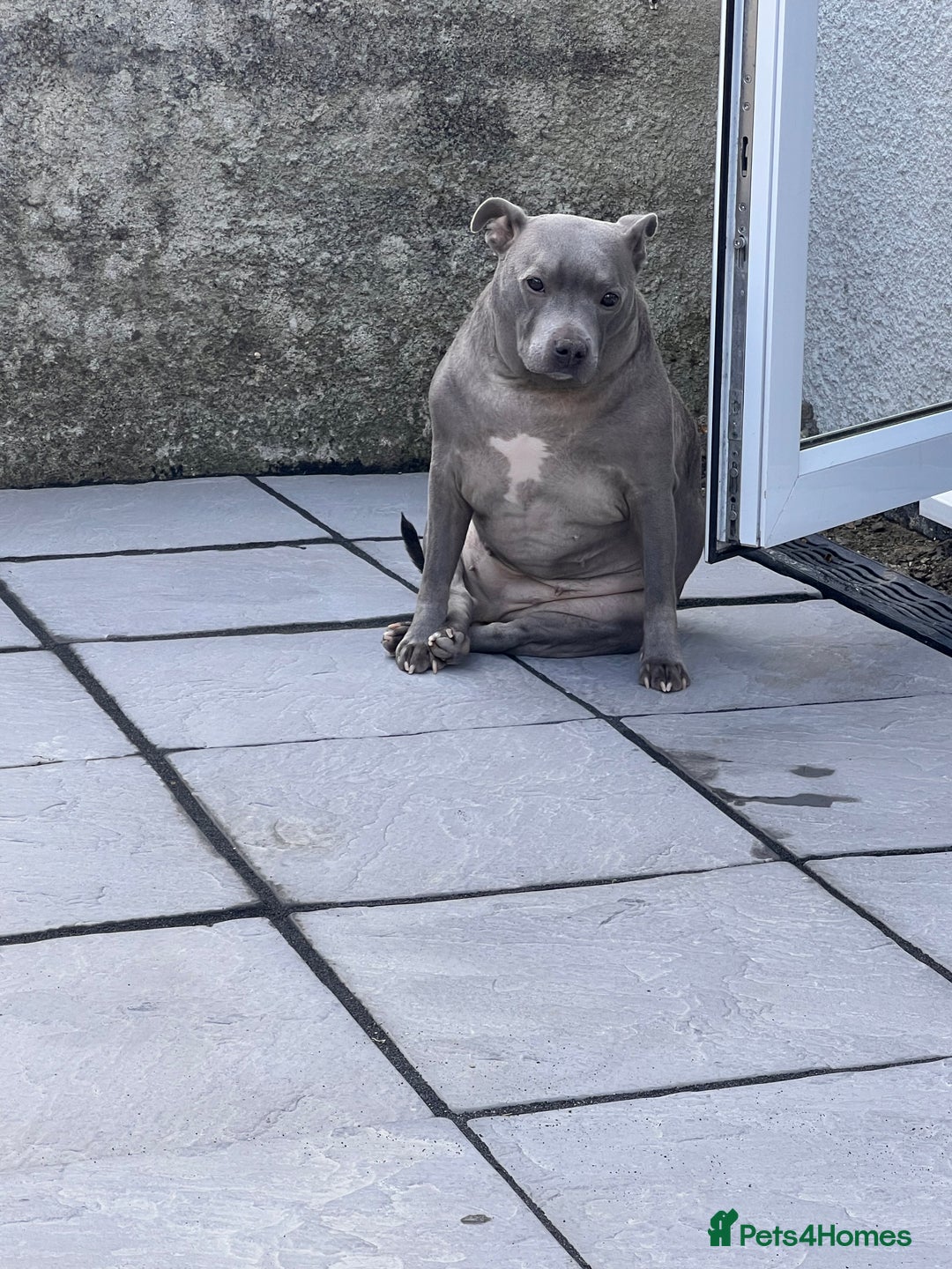 Staffordshire Bull Terrier dogs for sale: Staffordshire bull terrier  - Image 2