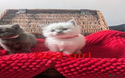 Ragdoll cats for sale: 5 beautiful kittens Ragdoll X Turkish  - Image 7