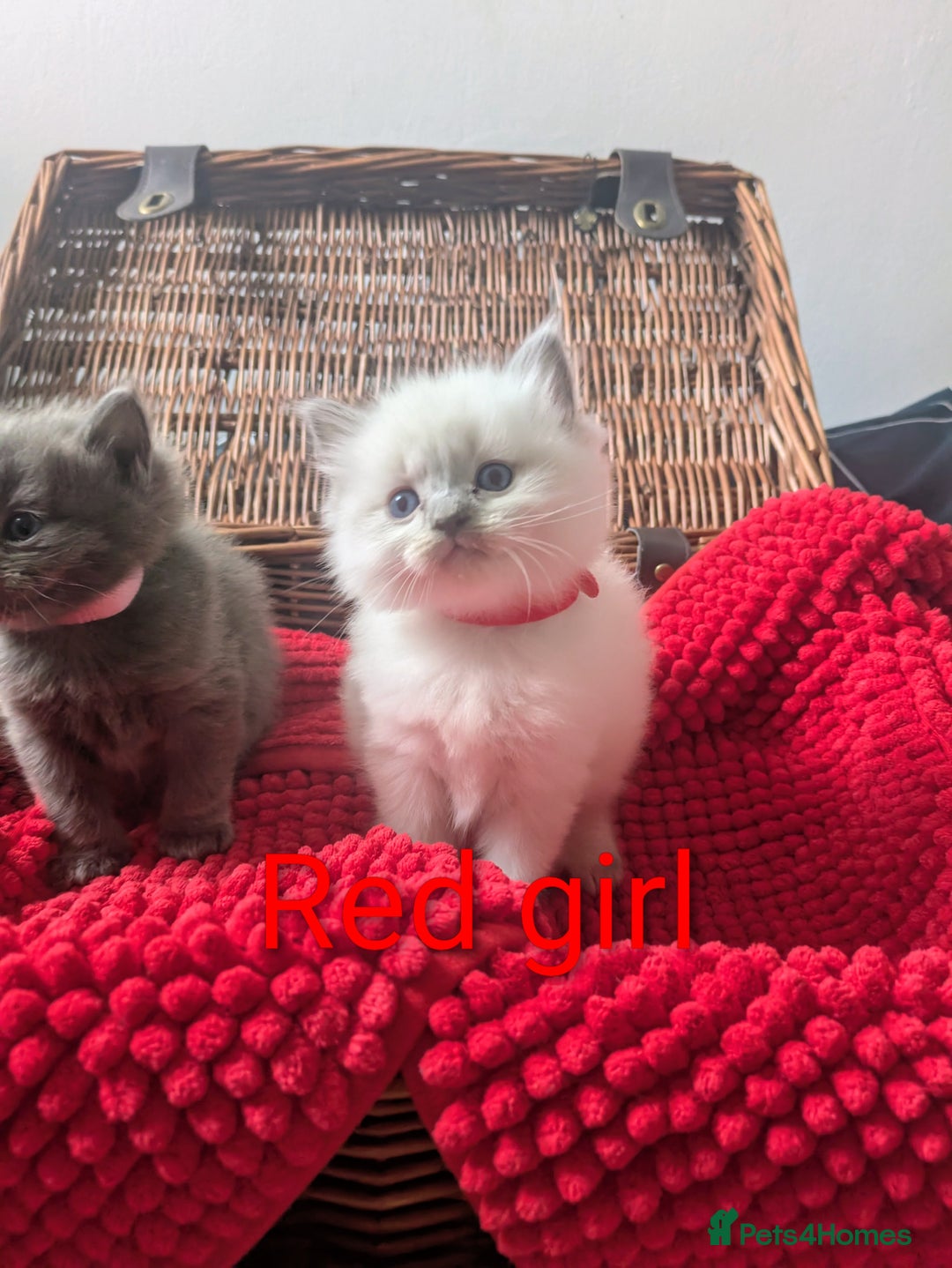 Ragdoll cats for sale: 5 beautiful kittens Ragdoll X Turkish  - Image 7