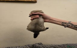Ferret rodents for sale: Cute pet ferrets - Image 10