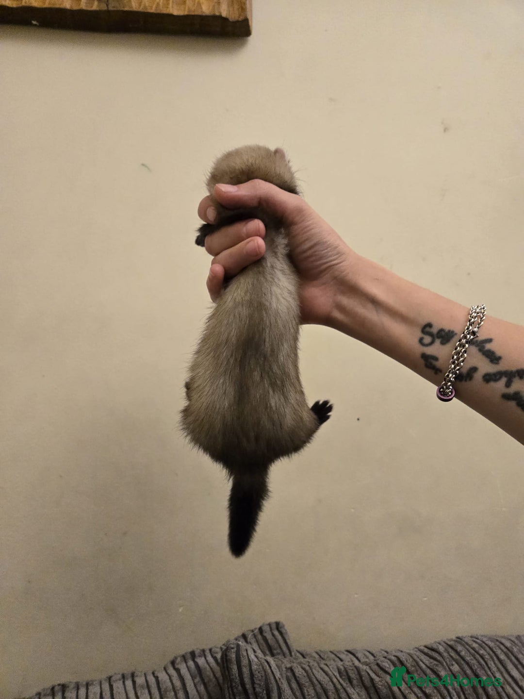 Ferret rodents for sale: Cute pet ferrets - Image 10