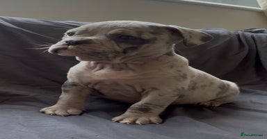 Olde English Bulldogge dogs - Advert 3