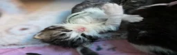 British Shorthair cats for sale: 3/4 BLH BOY - Advert 4