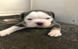 Olde English Bulldogge dogs for sale: Olde English Bulldogg - Image 1