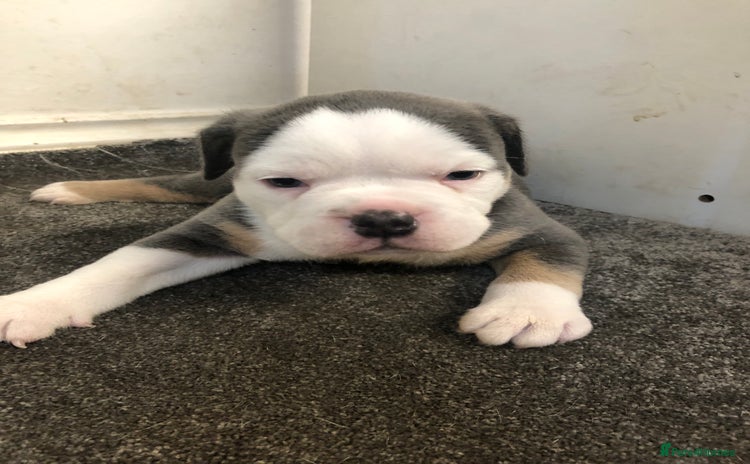 Olde English Bulldogge dogs - Advert 5