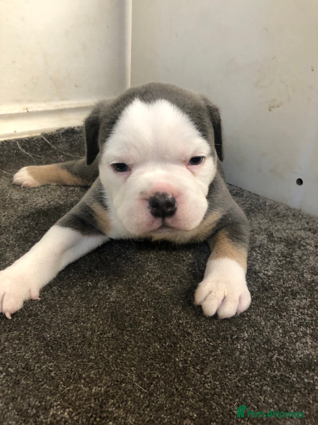 Olde English Bulldogge dogs for sale: Olde English Bulldogg - Image 1
