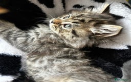 Persian cats for sale: Persian Kittens Looking for Loving Homes - Advert 18