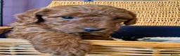 Miniature Poodle dogs for sale: Miniature Poodle puppies.  - Advert 13