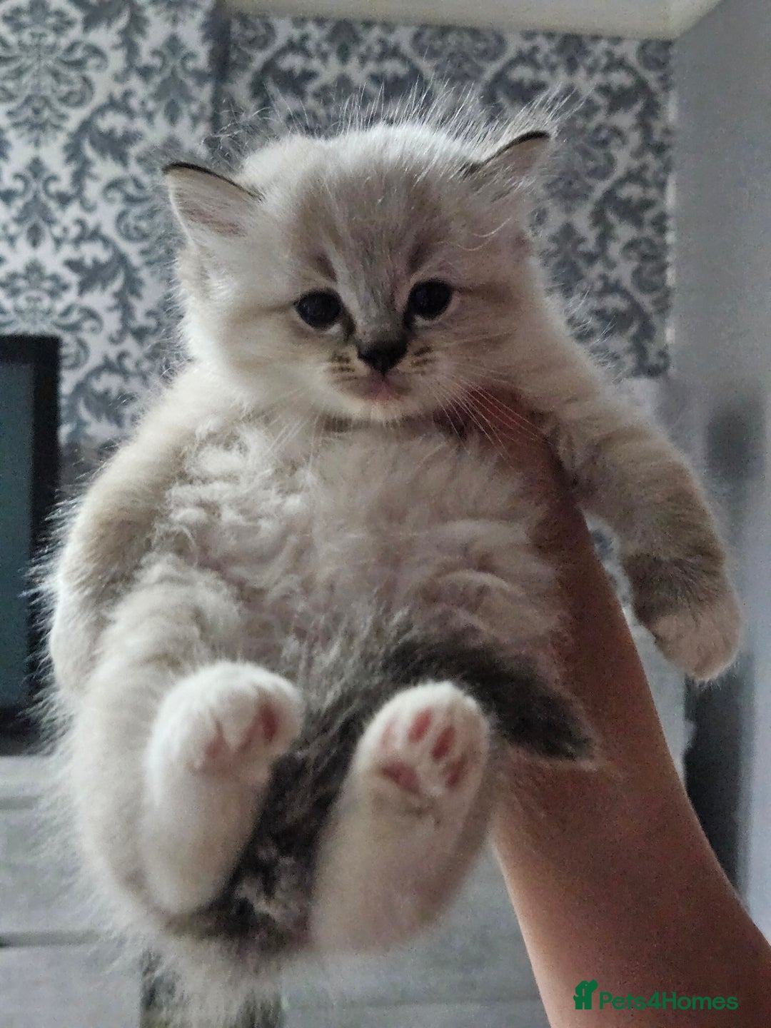 Ragdoll cats for sale: Tica registeeed tabby bicolour ragdolls - Image 4