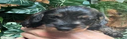 Miniature Dachshund dogs for sale: Miniature Wire haired Dachshund  - Advert 5