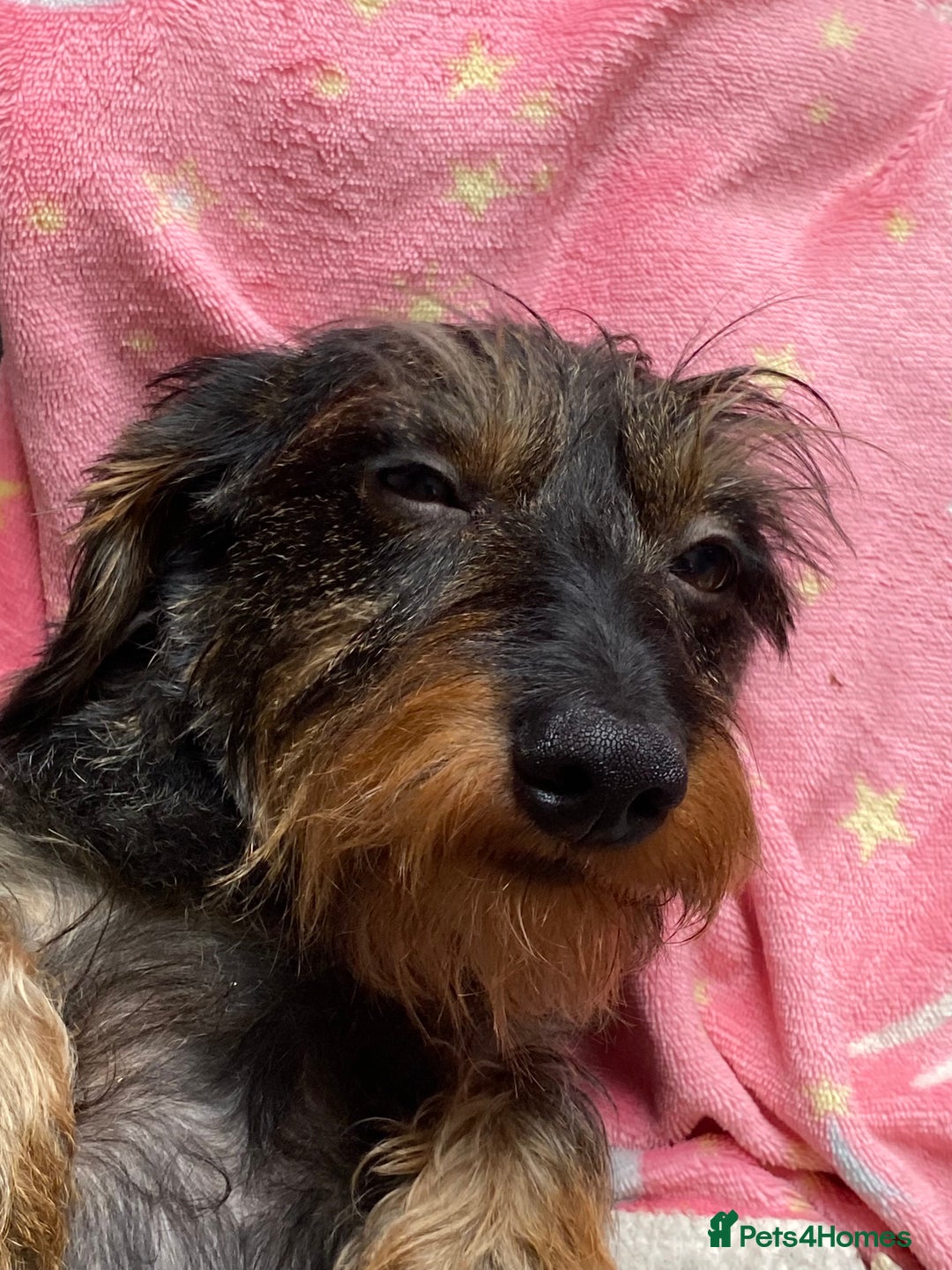 Miniature Dachshund dogs for stud: MINIATURE WIRE HAIRED DACHSHUND STUD !! PROVEN  in Manchester - Image 12