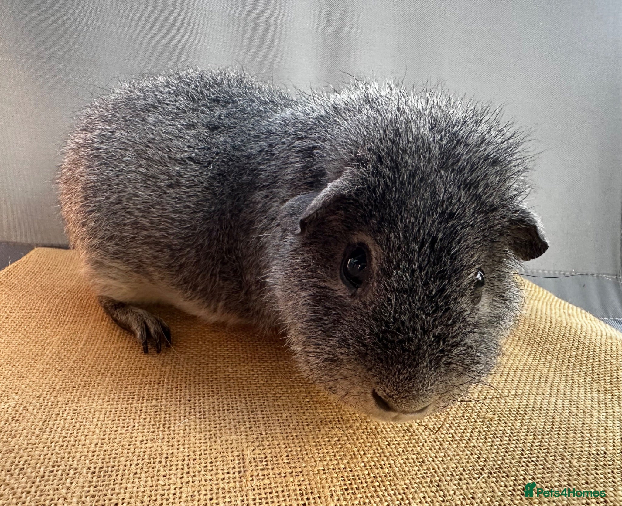 Guinea Pig rodents 3x Lunkarya's, 2x Rex *Single Pigs* - Advert 2