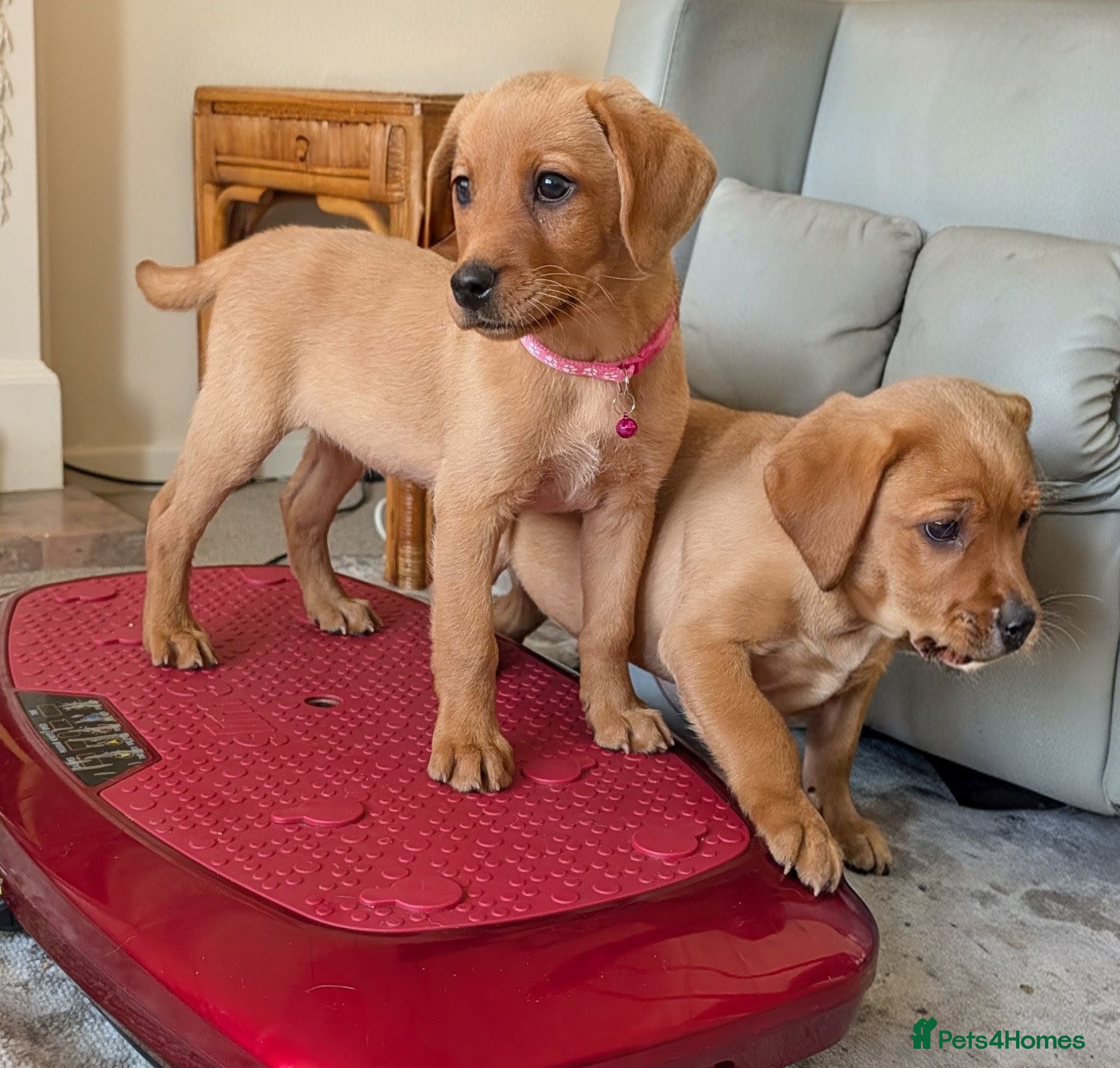 Labrador Retriever dogs Kc registered labrador puppies - Advert 2
