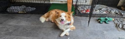 Border Collie dogs for sale: Beautiful EE-Red/Golden Long Haired Border Collies - Advert 4