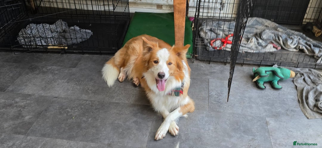 Border Collie dogs for sale: Beautiful EE-Red/Golden Long Haired Border Collies - Advert 4