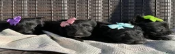 Scottish Terrier dogs for sale: Scottish Terrier Puppies  - Advert 4