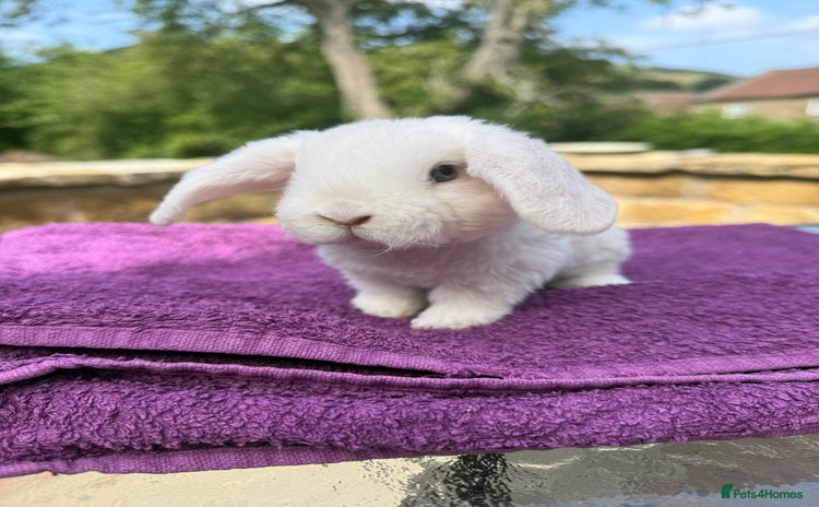 Mini Lop rabbits - Advert 3