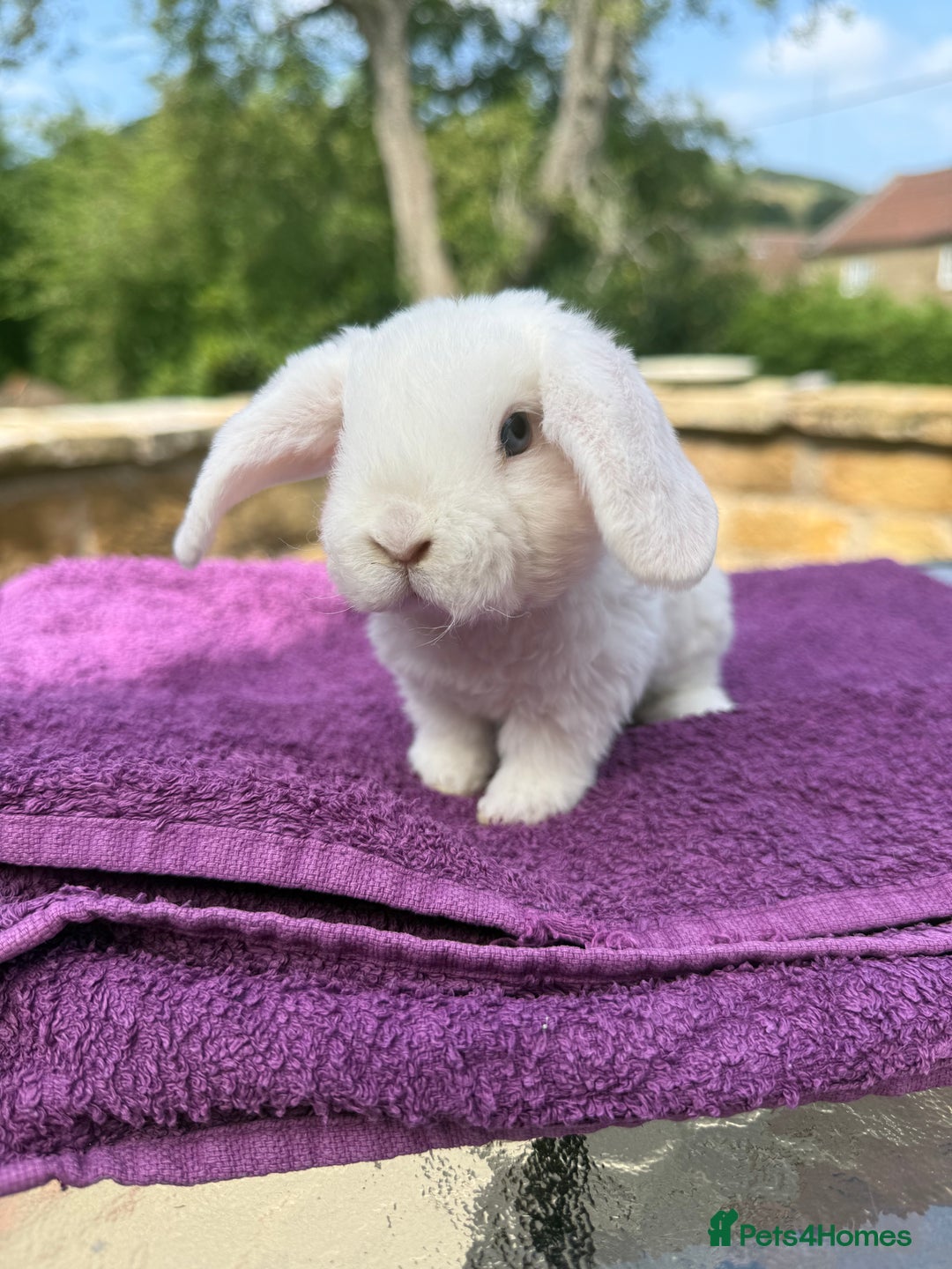 Mini Lop rabbits for sale: Fluffy clouds (Plush lops) looking for new homes! - Image 1