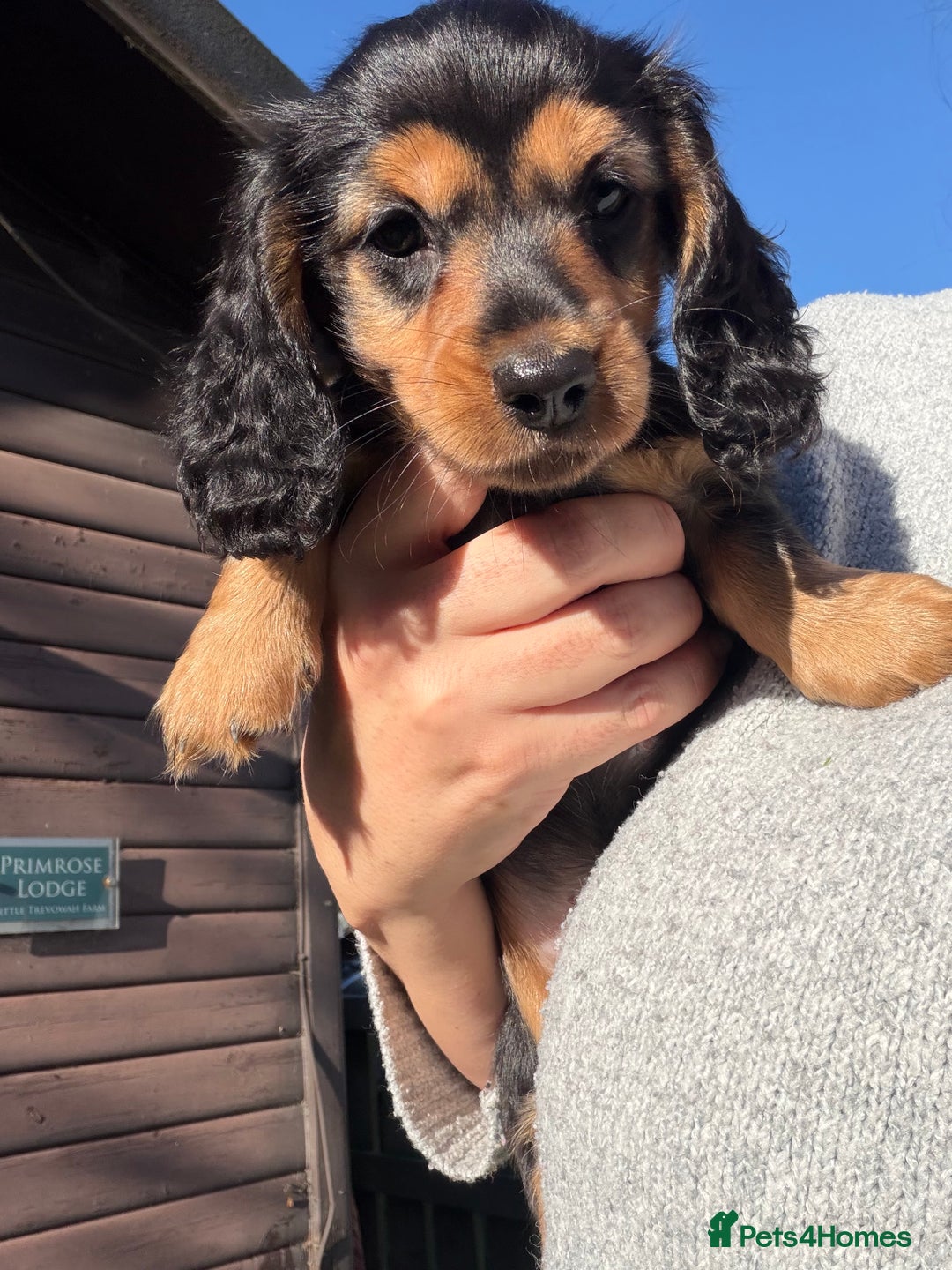 Miniature Dachshund dogs for sale: Beautiful KC silver dapple longhair miniature girl - Advert 27