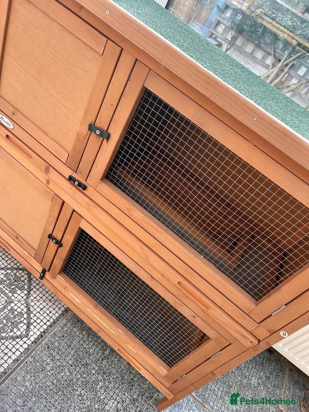 Mini Lop rabbits for sale: Two bonded female rabbits with brand new hutch - Advert 4