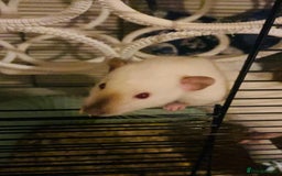 Rat rodents for sale: Siamese dumbo rats - Image 3